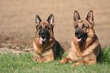 BERGER ALLEMAND 1320